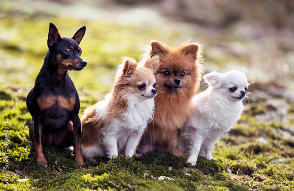 Four Adorable Small Dogs